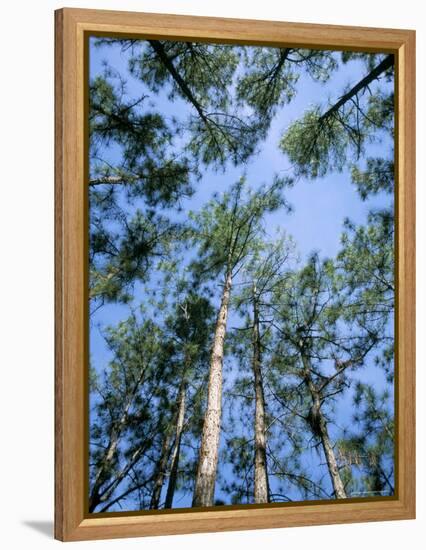 Pines and Sky, Mountain Pine Ridge, Belize, Cental America-Upperhall-Framed Premier Image Canvas