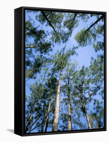 Pines and Sky, Mountain Pine Ridge, Belize, Cental America-Upperhall-Framed Premier Image Canvas