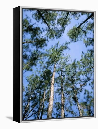 Pines and Sky, Mountain Pine Ridge, Belize, Cental America-Upperhall-Framed Premier Image Canvas