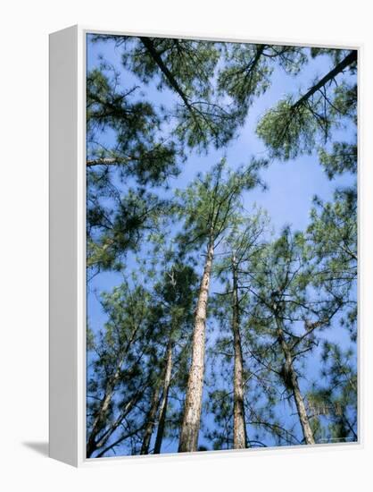 Pines and Sky, Mountain Pine Ridge, Belize, Cental America-Upperhall-Framed Premier Image Canvas