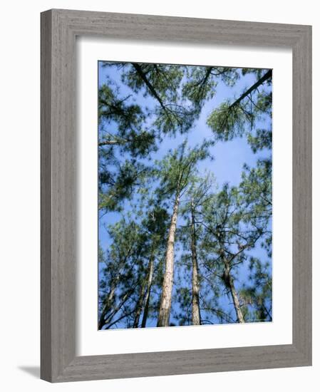 Pines and Sky, Mountain Pine Ridge, Belize, Cental America-Upperhall-Framed Photographic Print