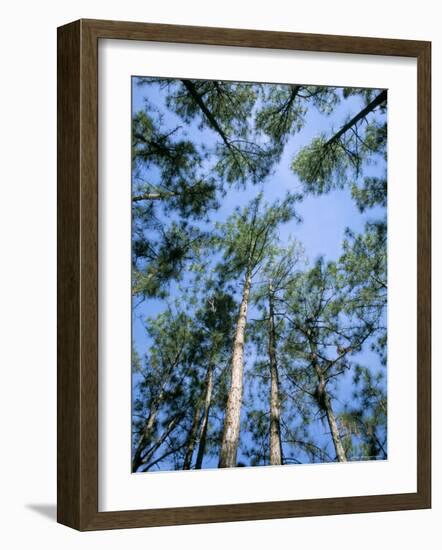 Pines and Sky, Mountain Pine Ridge, Belize, Cental America-Upperhall-Framed Photographic Print