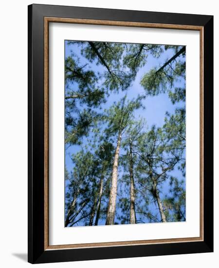 Pines and Sky, Mountain Pine Ridge, Belize, Cental America-Upperhall-Framed Photographic Print