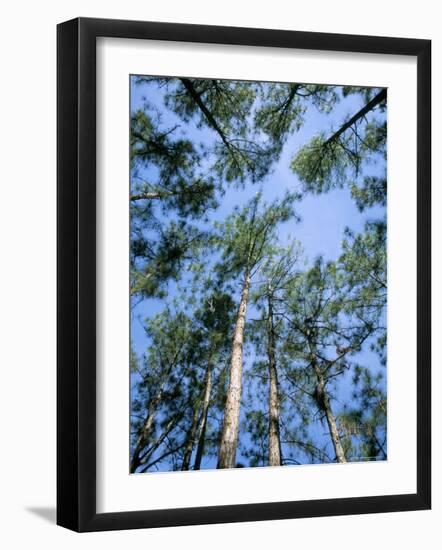 Pines and Sky, Mountain Pine Ridge, Belize, Cental America-Upperhall-Framed Photographic Print