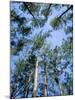 Pines and Sky, Mountain Pine Ridge, Belize, Cental America-Upperhall-Mounted Photographic Print