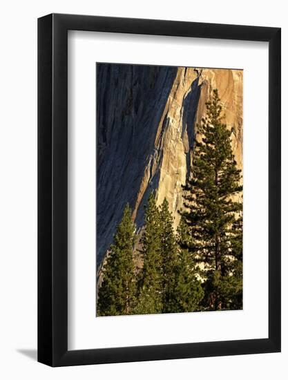 Pines at base of El Capitan, Yosemite National Park, California-Adam Jones-Framed Photographic Print