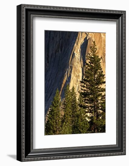 Pines at base of El Capitan, Yosemite National Park, California-Adam Jones-Framed Photographic Print