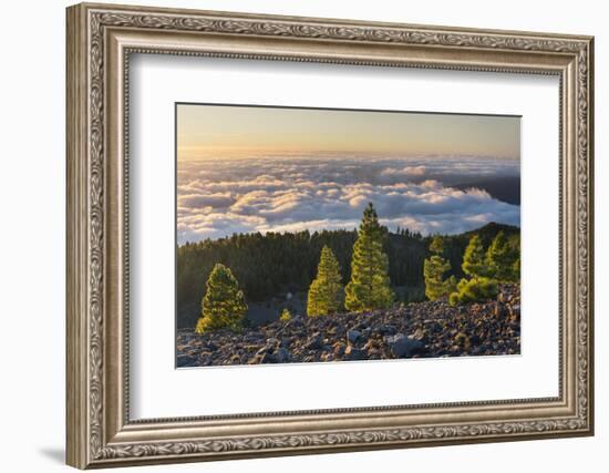 Pines in the Parque Natural Cumbre Vieja, Island La Palma, Canary Islands, Spain-Rainer Mirau-Framed Photographic Print