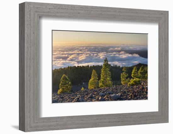 Pines in the Parque Natural Cumbre Vieja, Island La Palma, Canary Islands, Spain-Rainer Mirau-Framed Photographic Print