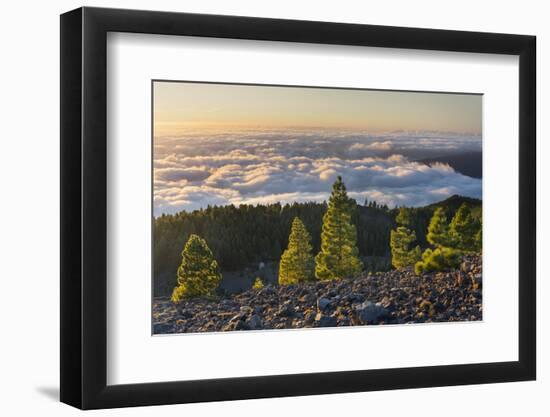 Pines in the Parque Natural Cumbre Vieja, Island La Palma, Canary Islands, Spain-Rainer Mirau-Framed Photographic Print