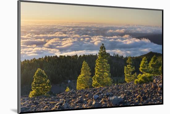 Pines in the Parque Natural Cumbre Vieja, Island La Palma, Canary Islands, Spain-Rainer Mirau-Mounted Photographic Print