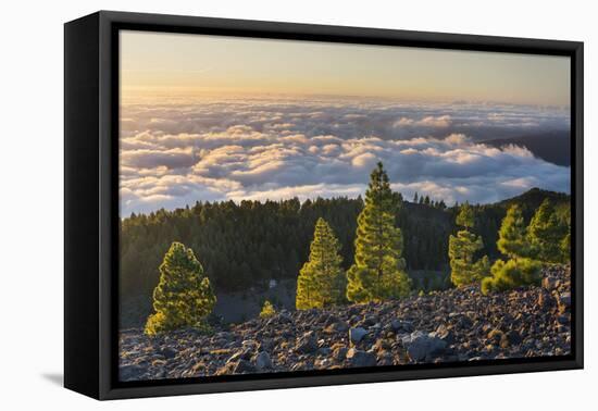 Pines in the Parque Natural Cumbre Vieja, Island La Palma, Canary Islands, Spain-Rainer Mirau-Framed Premier Image Canvas