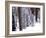 Pines in Winter, California ‘95-Monte Nagler-Framed Photographic Print