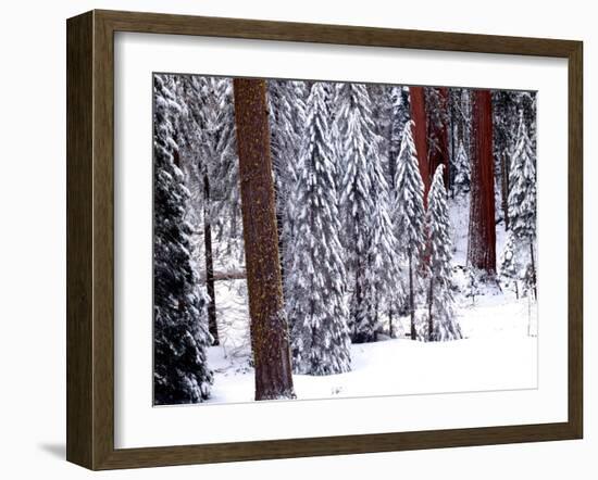 Pines in Winter, California ‘95-Monte Nagler-Framed Photographic Print