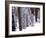 Pines in Winter, California ‘95-Monte Nagler-Framed Photographic Print