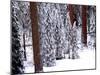 Pines in Winter, California ‘95-Monte Nagler-Mounted Photographic Print