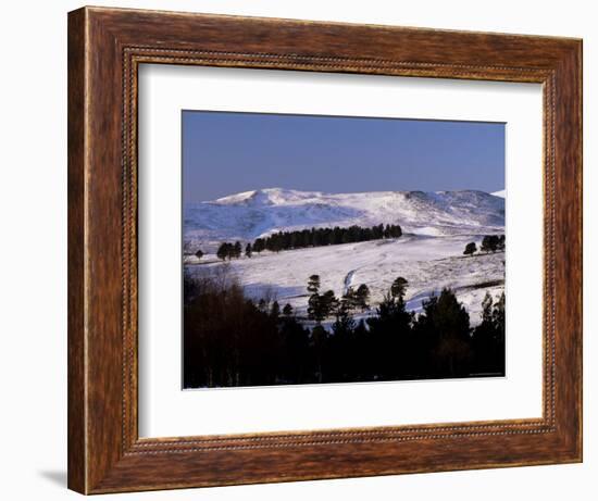 Pines on Winter Hillside, Cairngorm Mountains, Deeside, Highland Region, Scotland-Lousie Murray-Framed Photographic Print