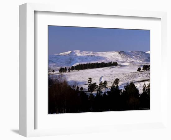 Pines on Winter Hillside, Cairngorm Mountains, Deeside, Highland Region, Scotland-Lousie Murray-Framed Photographic Print