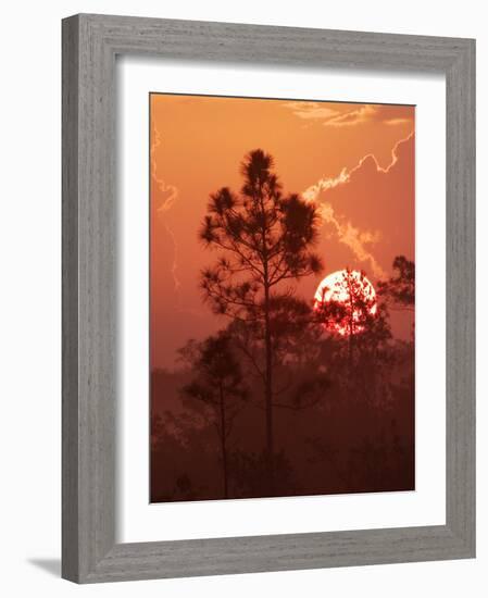 Pines Silhouetted at Sunrise, Everglades National Park, Florida, USA-Adam Jones-Framed Photographic Print