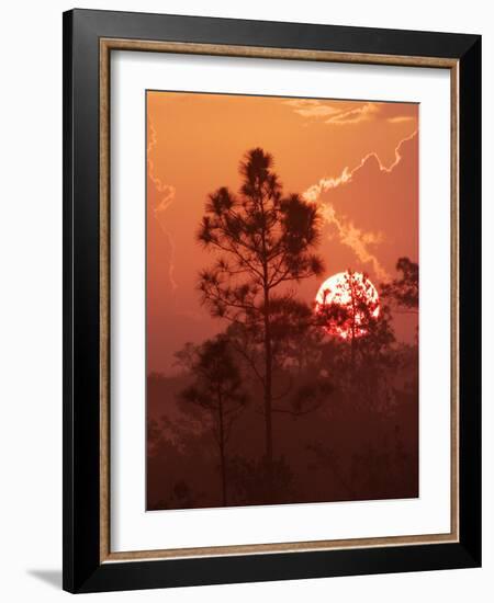 Pines Silhouetted at Sunrise, Everglades National Park, Florida, USA-Adam Jones-Framed Photographic Print