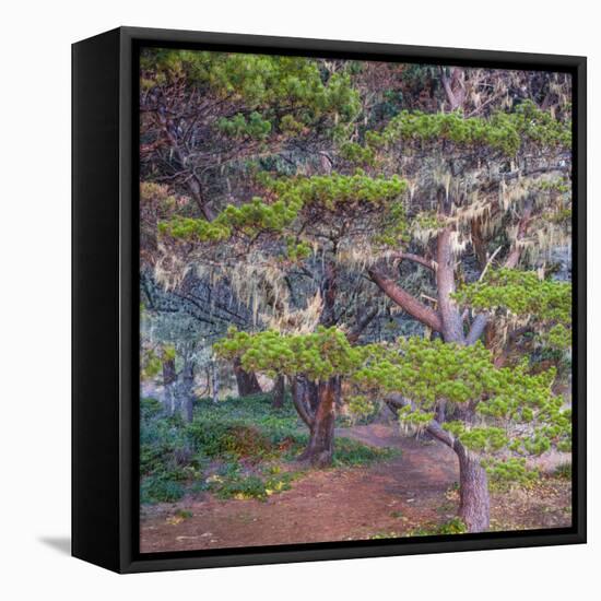 Pines with Hanging Lichens, Pacific Coast, Brookings, Curry County, Oregon, Usa-null-Framed Premier Image Canvas