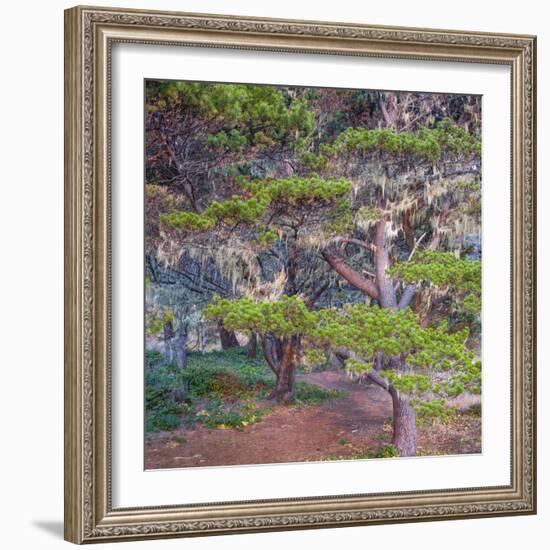 Pines with Hanging Lichens, Pacific Coast, Brookings, Curry County, Oregon, Usa-null-Framed Photographic Print