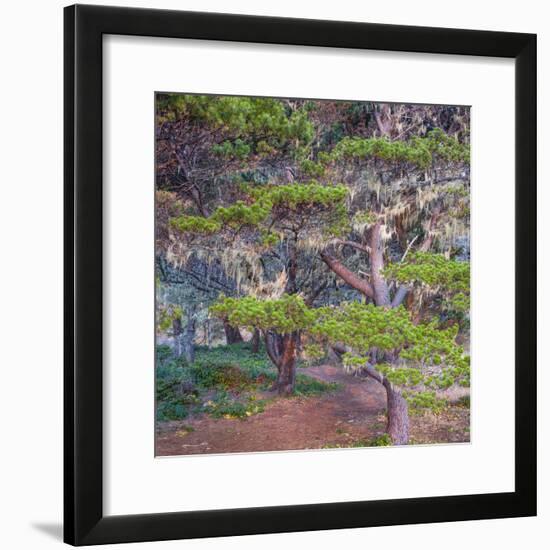 Pines with Hanging Lichens, Pacific Coast, Brookings, Curry County, Oregon, Usa-null-Framed Photographic Print