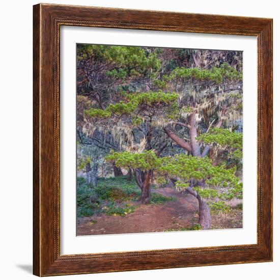 Pines with Hanging Lichens, Pacific Coast, Brookings, Curry County, Oregon, Usa-null-Framed Photographic Print