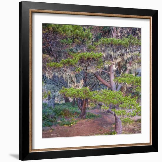 Pines with Hanging Lichens, Pacific Coast, Brookings, Curry County, Oregon, Usa-null-Framed Photographic Print