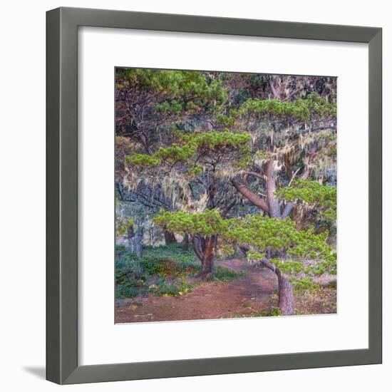 Pines with Hanging Lichens, Pacific Coast, Brookings, Curry County, Oregon, Usa-null-Framed Photographic Print