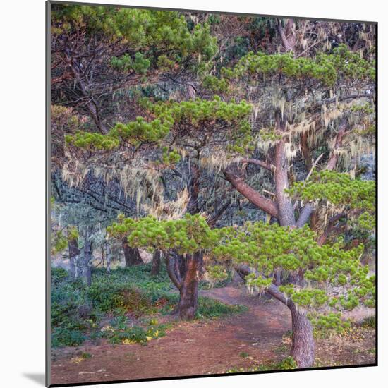 Pines with Hanging Lichens, Pacific Coast, Brookings, Curry County, Oregon, Usa-null-Mounted Photographic Print