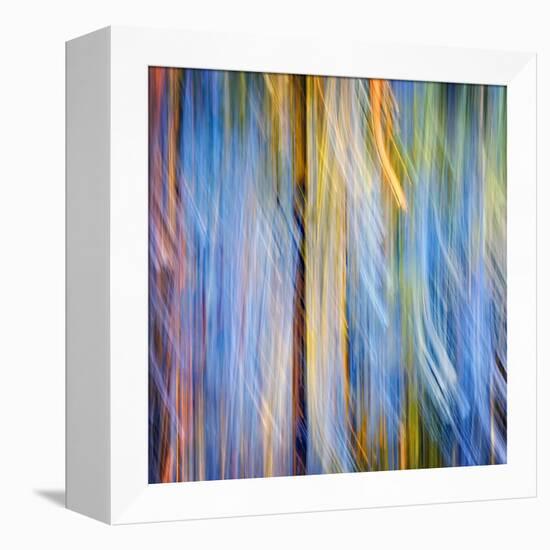 Pines-Ursula Abresch-Framed Premier Image Canvas