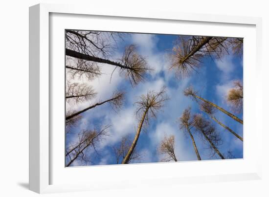 Pines-Charles Bowman-Framed Photographic Print