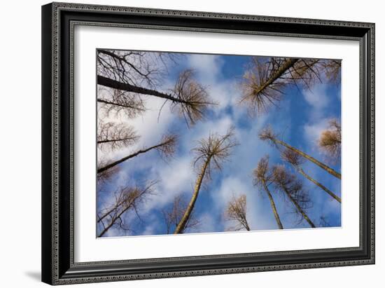 Pines-Charles Bowman-Framed Photographic Print