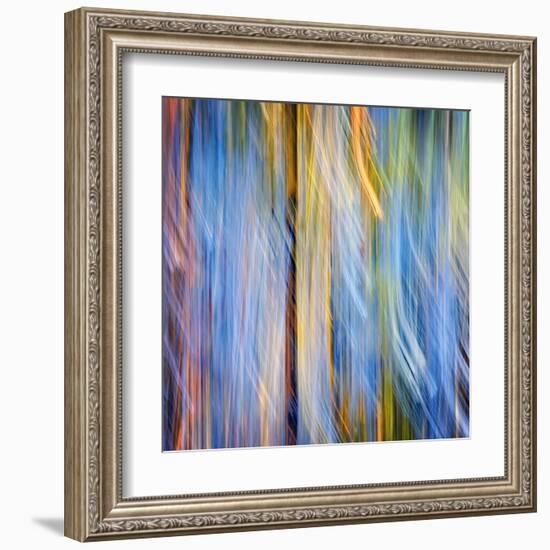 Pines-Ursula Abresch-Framed Premium Photographic Print