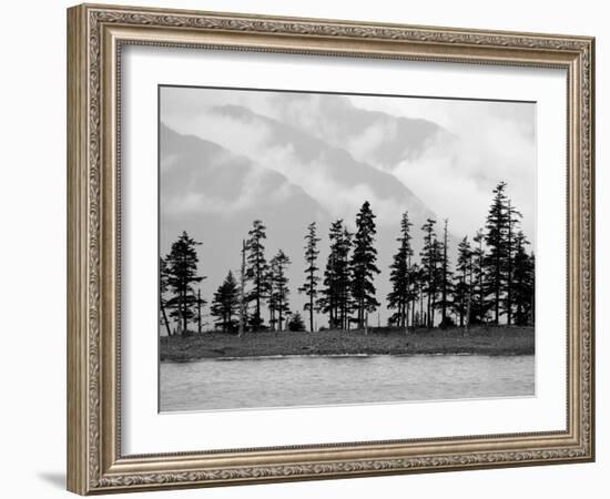 Pines-Savanah Plank-Framed Photo