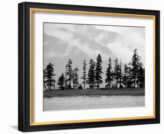 Pines-Savanah Plank-Framed Photo
