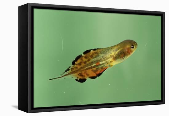 Pinewoods Tree Frog Tadpole Mimicing Leaf (Hyla Femoralis)-Barry Mansell-Framed Premier Image Canvas