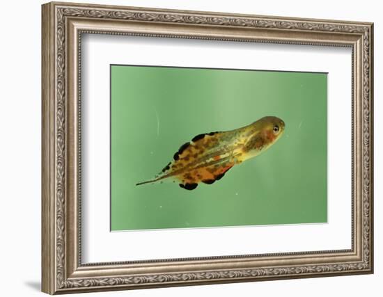 Pinewoods Tree Frog Tadpole Mimicing Leaf (Hyla Femoralis)-Barry Mansell-Framed Photographic Print