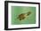 Pinewoods Tree Frog Tadpole Mimicing Leaf (Hyla Femoralis)-Barry Mansell-Framed Photographic Print