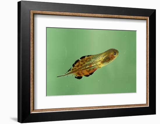 Pinewoods Tree Frog Tadpole Mimicing Leaf (Hyla Femoralis)-Barry Mansell-Framed Photographic Print