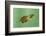 Pinewoods Tree Frog Tadpole Mimicing Leaf (Hyla Femoralis)-Barry Mansell-Framed Photographic Print