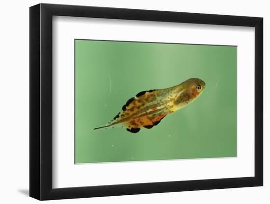 Pinewoods Tree Frog Tadpole Mimicing Leaf (Hyla Femoralis)-Barry Mansell-Framed Photographic Print
