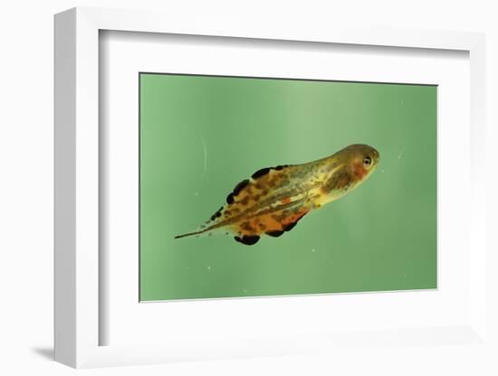 Pinewoods Tree Frog Tadpole Mimicing Leaf (Hyla Femoralis)-Barry Mansell-Framed Photographic Print