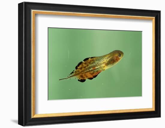 Pinewoods Tree Frog Tadpole Mimicing Leaf (Hyla Femoralis)-Barry Mansell-Framed Photographic Print