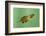 Pinewoods Tree Frog Tadpole Mimicing Leaf (Hyla Femoralis)-Barry Mansell-Framed Photographic Print