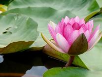 Lotus Flower on the Water-Ping Han-Photographic Print