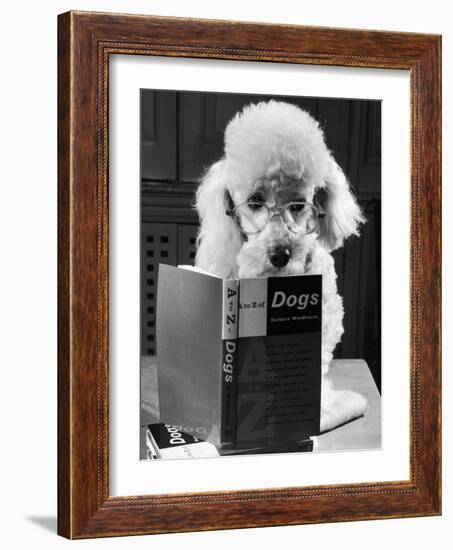 Ping Pong to the Poodle, 1958-George Greenwell-Framed Photographic Print