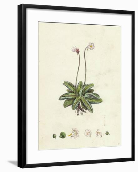 Pinguicula Lusitanica Pale Butterwort-null-Framed Giclee Print