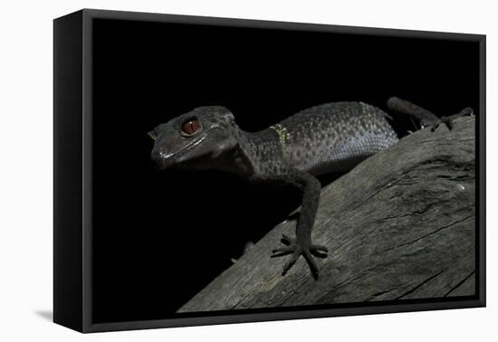 Pingxiang Cave Gecko (Goniurosaurus Luii) Clinging to Tree Trunk with Strong Red Eyes-Shibai Xiao-Framed Premier Image Canvas